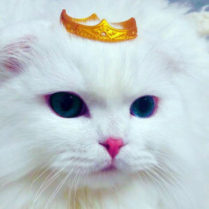 Royal Cat Names for Splendid Kittens