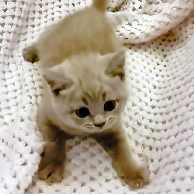 Cute Funny Little Kitten Playing